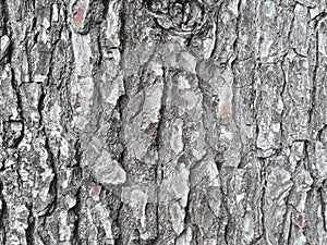 Textura de corteza de un arbol / Bark texture of a tree photo