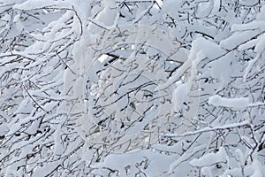 Close-up of snowy branches as background texture