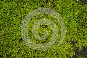 Textura: Moss on rock detail photograph. Moisture plants