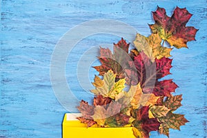 Textural background painted with blue paint with composition of colorful maple autumn leaves.. Top veiw, copy space