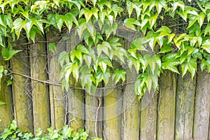 Textural background of wineplants growing on wooden fence