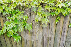 Textural background of wineplants growing on wooden fence