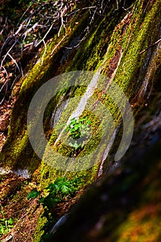 Textural detail of mossy rock surface in shaded forest