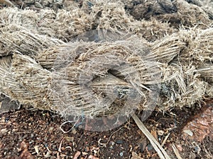 Texture of a abandoned rope on the ground