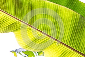 Texture abstract background of backlight fresh green banana tree leaves. Macro image beautiful vibrant tropical pointy leaf foliag