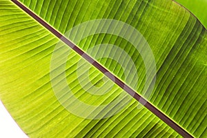 Texture abstract background of backlight fresh green banana tree leaves. Macro image beautiful vibrant tropical pointy leaf foliag