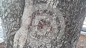 Texture abstract background of big tree in the park. Natural background