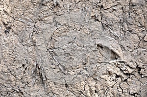 Texture of adobe. Clay with straw.