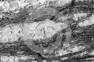 Texture af old pine tree bark