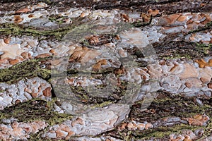 Texture af old pine tree bark