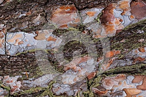 Texture af old pine tree bark