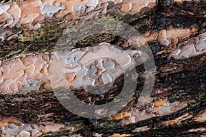 Texture af old pine tree bark