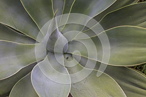 Texture of aloe. Great aloe. A plant in Tenerife. Deserted plant. Abstract top view of the agave plant Dragon tree, blue fox tail