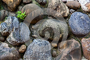 The texture of an ancient Chinese stone wall made of huge round cobblestones. The plant makes its way out of cement
