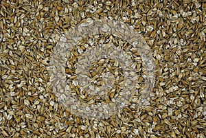 Texture. Animal feed, flattened oats.