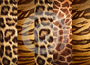 Texture of animal skins photo