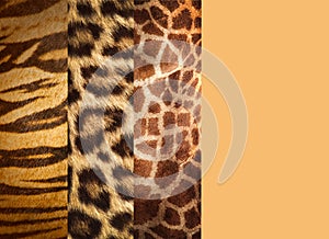 Texture of animal skins