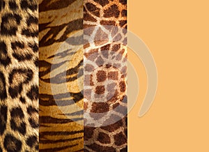Texture of animal skins