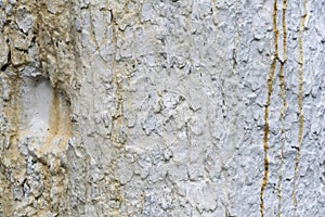 Texture of apple tree bark, whitewashed by lime, close
