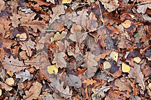 Texture autmn falen leaves yellow