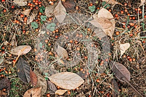 Texture with autumn leaves