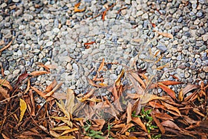 Texture of autumn leaves and a road covered with small round pebbles