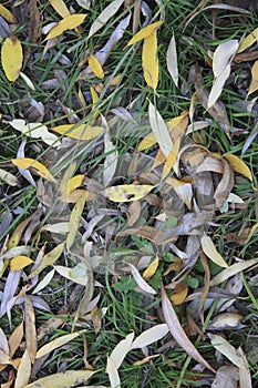 Texture for background autumn foliage of willow.