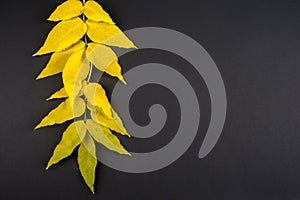 Texture, background. Autumn Leaves. Acer mandshuricum (Manchurian maple)