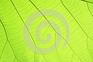 Texture background backlight fresh green Leaf