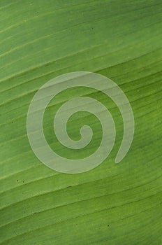 Texture background of backlight green Leaf