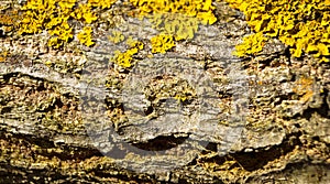 Texture background of the beautiful moss tree branch