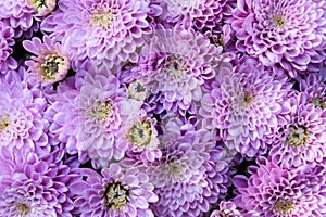 texture, background of beautiful purple chrysanthemum flowers close-up