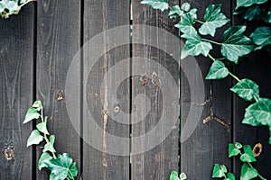 Texture background black. Dark grain panel board table with copy space. Old floor wooden pattern with green leaves