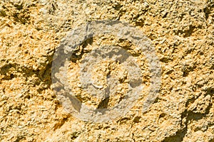 Texture background brick from shells, wall is made of shells brick