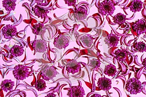 Texture Background crimson chrysanthemum petal flowers on a pink background