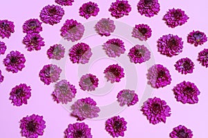 Texture Background crimson chrysanthemum petal flowers on a pink background