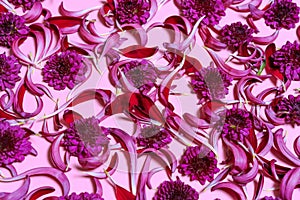 Texture Background crimson chrysanthemum petal flowers on a pink background