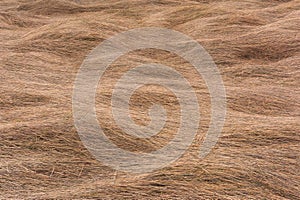 Texture background of dry grass