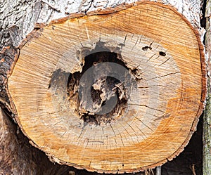 Texture, background. Forest management; Close up of cut surface of a tree showing an irregular hollow  tree rings from a park