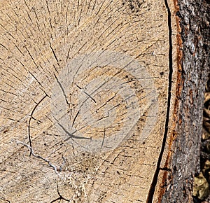 Texture, background. Forest management; Close up of cut surface of a tree showing tree rings from a park