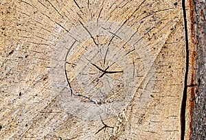 Texture, background. Forest management; Close up of cut surface of a tree showing tree rings from a park