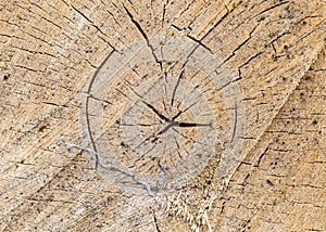 Texture, background. Forest management; Close up of cut surface of a tree showing tree rings from a park
