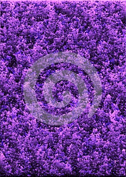 Texture or background formed dark and light purple