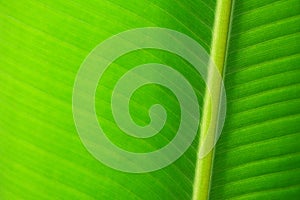 Texture background of fresh green banana leaf, Close up abstract nature.