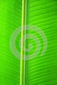 Texture background of fresh green banana leaf, Close up abstract nature.