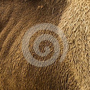 Texture and background of fur of a wild red bison