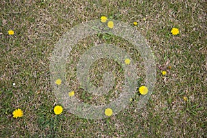 Texture background green grass with dandelions