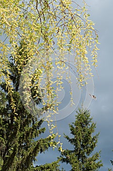 Texture of background image, spring landscape, branch of willow