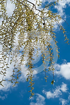 Texture of background image, spring landscape, branch of willow