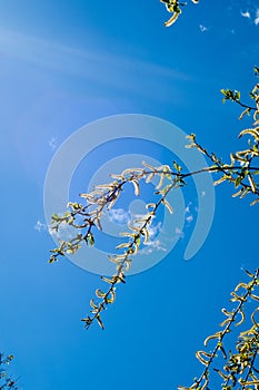 Texture of background image, spring landscape, branch of willow